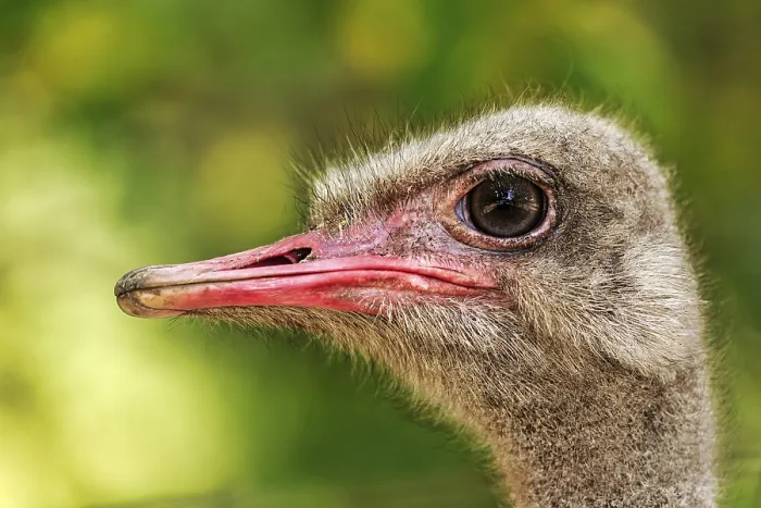 Framed Print : Ostrich (Struthio), head portrait