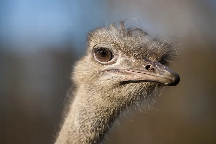 Framed Print : Ostrich (Struthionidae) Framed Print : Ostrich (Struthionidae)
