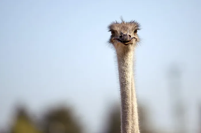 Framed Print : Ostriches on a German ostrich farm in autumn
