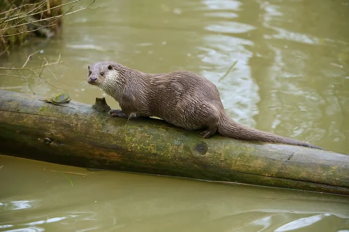 Framed Print : An otter balances on a tree trunk in the water and looks into the surroundings