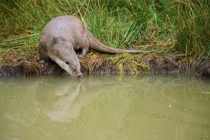 Framed Print : An otter on the bank of a pond