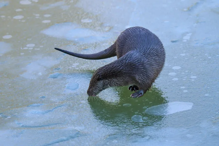 Framed Print : An otter carefully examining the surface of the ice Framed Print : An otter carefully examining the surface of the ice