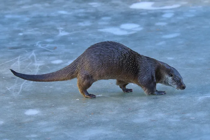 Framed Print : An otter cautiously exploring the icy surface in a wintry environment