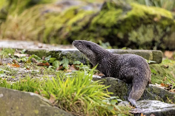 Framed Print : An otter climbs a moss-covered slope surrounded by stones and greenery Framed Print : An otter climbs a moss-covered slope surrounded by stones and greenery
