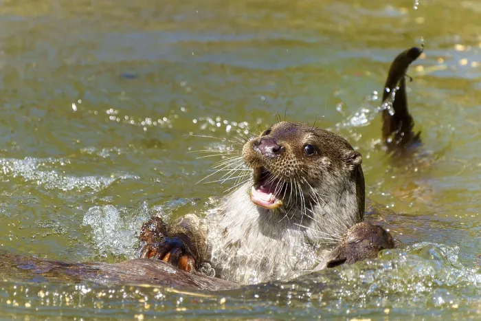 Framed Print : An otter emerges in the water with its mouth open Framed Print : An otter emerges in the water with its mouth open