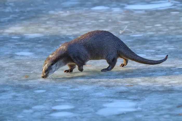 Framed Print : Otter on frozen surface in cold weather