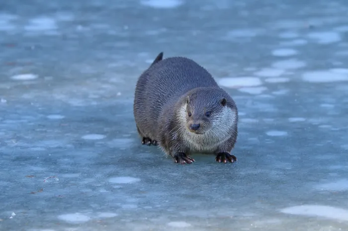 Framed Print : Otter on icy surface, with attentive gaze in winter scenery Framed Print : Otter on icy surface, with attentive gaze in winter scenery
