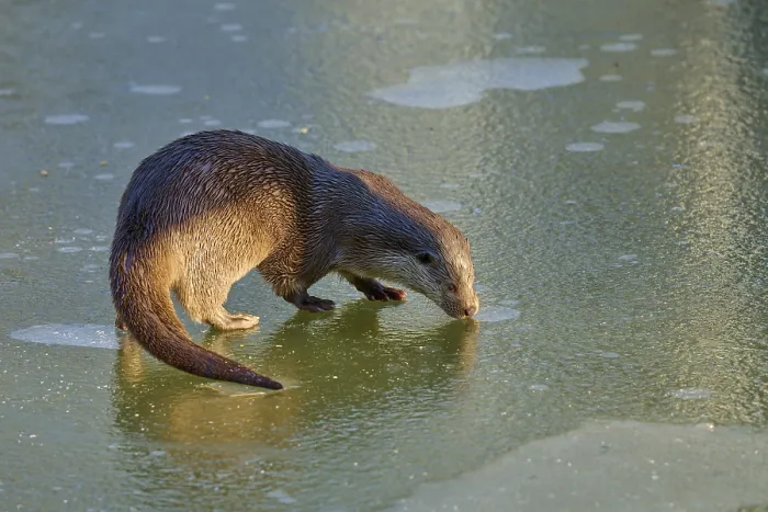 Framed Print : An otter, illuminated by the sun Framed Print : An otter, illuminated by the sun
