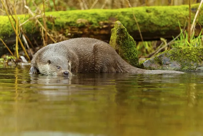 Framed Print : An otter lies quietly in the water Framed Print : An otter lies quietly in the water