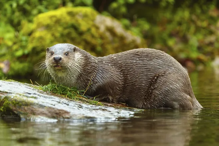 Framed Print : An otter looks intently at an area of a moss-covered stone