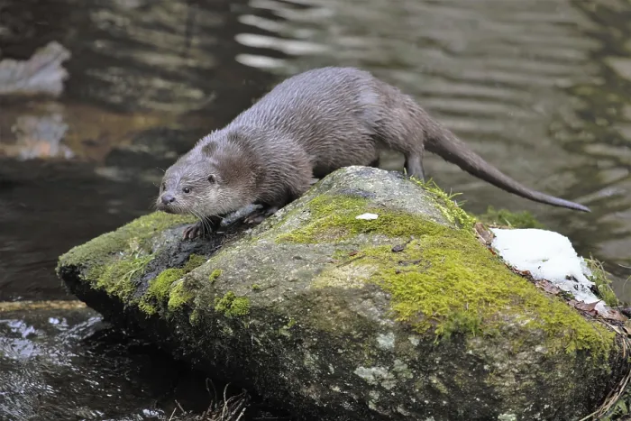 Framed Print : Otter (Lutra lutra) Framed Print : Otter (Lutra lutra)