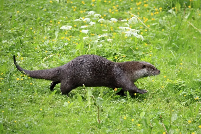 Framed Print : Otter (Lutra lutra), adult, on land