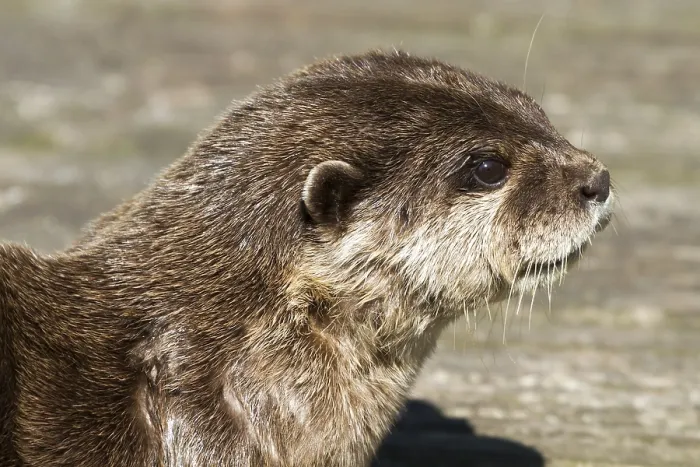 Framed Print : Otter (Lutra lutra) laying in the sun