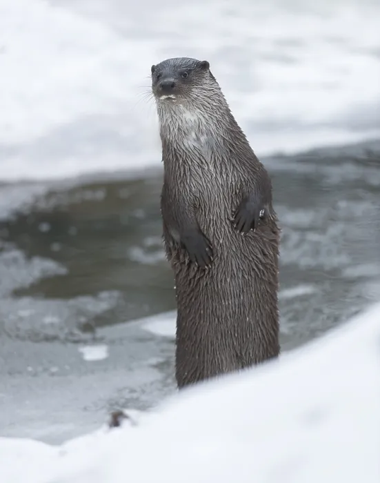 Framed Print : Otter (Lutra lutra) making males in winter at a partly frozen pond