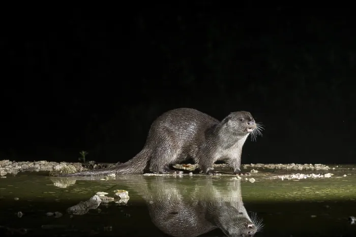 Framed Print : Otter (Lutra lutra), by a stream Framed Print : Otter (Lutra lutra), by a stream