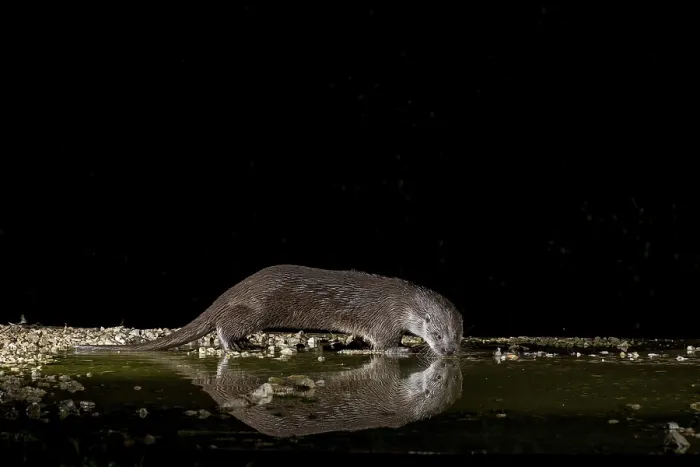Framed Print : Otter (Lutra lutra), by a stream