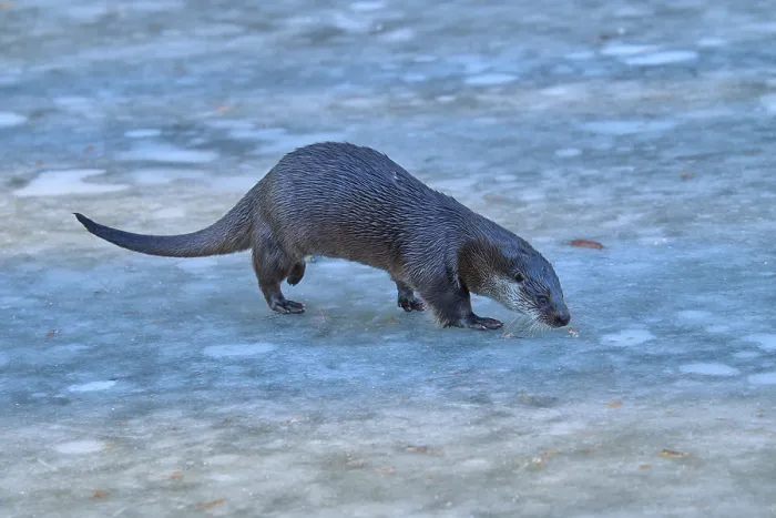 Framed Print : An otter moves across a frozen water surface in a cold winter landscape Framed Print : An otter moves across a frozen water surface in a cold winter landscape