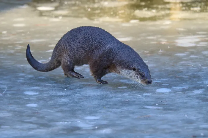 Framed Print : Otter moving over frozen surface in clear blue environment Framed Print : Otter moving over frozen surface in clear blue environment