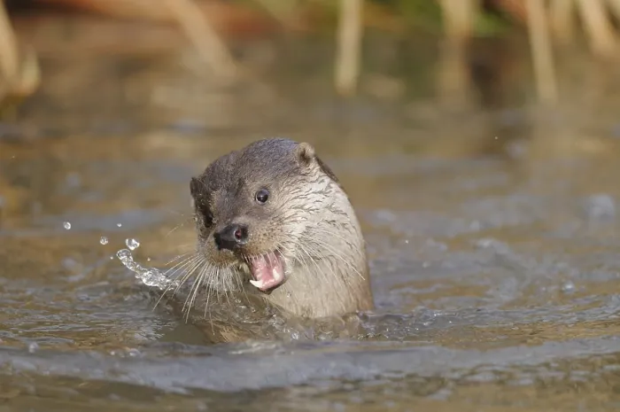 Framed Print : An otter playing in the water and splashing around