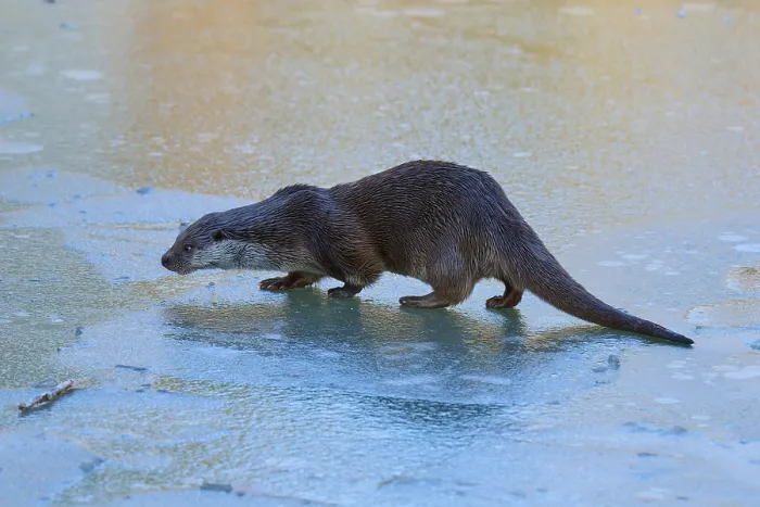 Framed Print : An otter running across the smooth ice surface Framed Print : An otter running across the smooth ice surface