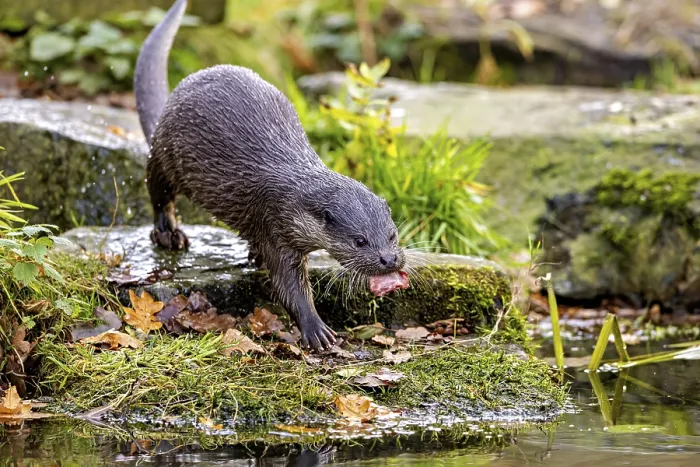 Framed Print : An otter on the shore with autumn leaves surrounded by mossy surroundings