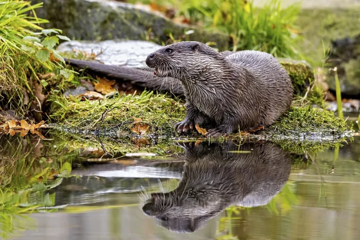 Framed Print : Otter sits attentively on the shore