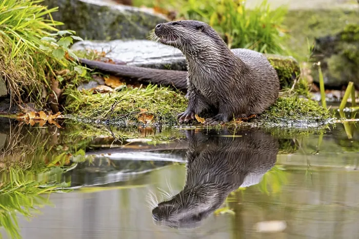 Framed Print : Otter sits attentively at the water's edge Framed Print : Otter sits attentively at the water's edge