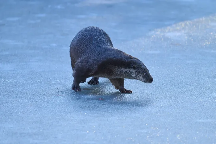 Framed Print : Otter standing on an ice-covered surface
