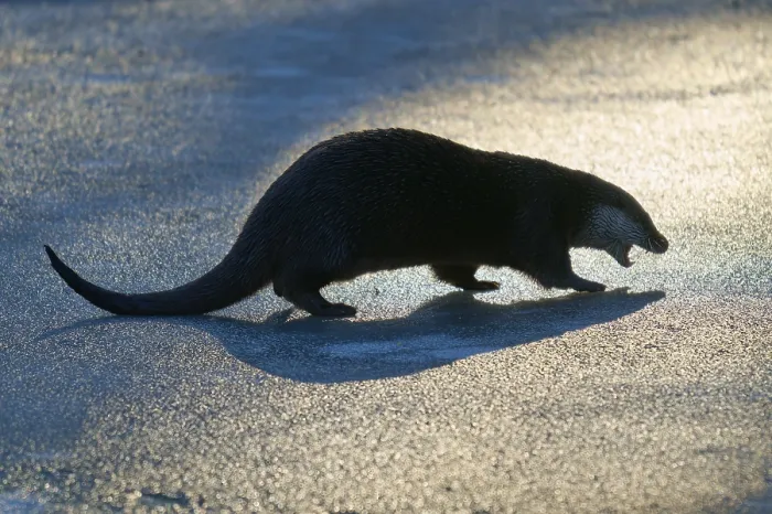 Framed Print : Otter with striking shadow in warm light on icy surface Framed Print : Otter with striking shadow in warm light on icy surface