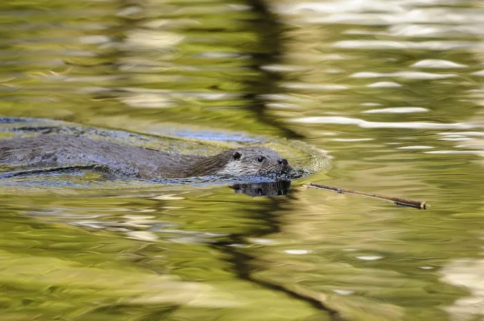 Framed Print : An otter swims across the water with a small twig in its mouth Framed Print : An otter swims across the water with a small twig in its mouth