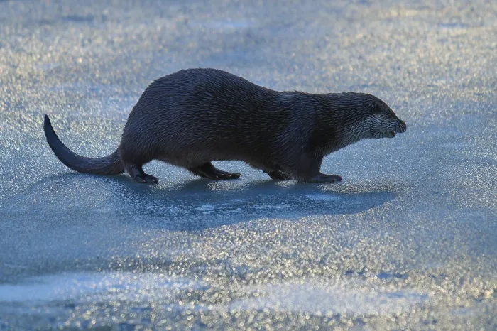 Framed Print : Otter walking over an ice-covered surface in the blue light of winter
