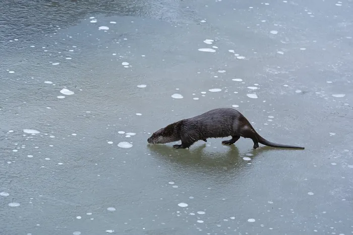 Framed Print : Otter walking across thin ice on a frozen lake Framed Print : Otter walking across thin ice on a frozen lake