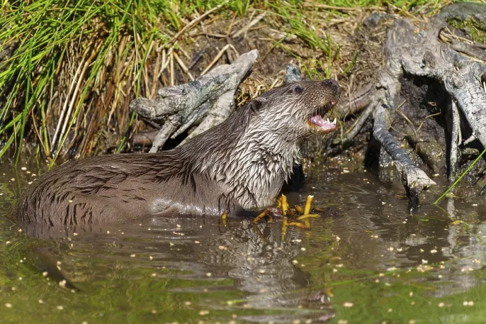 Framed Print : An otter with wet fur stands curiously in the water