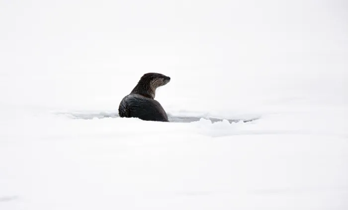 Framed Print : Otter in Winter Saskatchewan Canada Prince Albert National Park