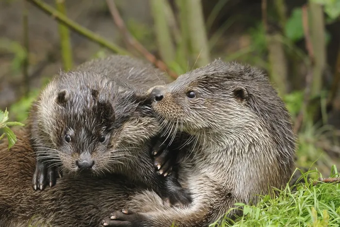 Framed Print : Two otters cuddling together in the green grass