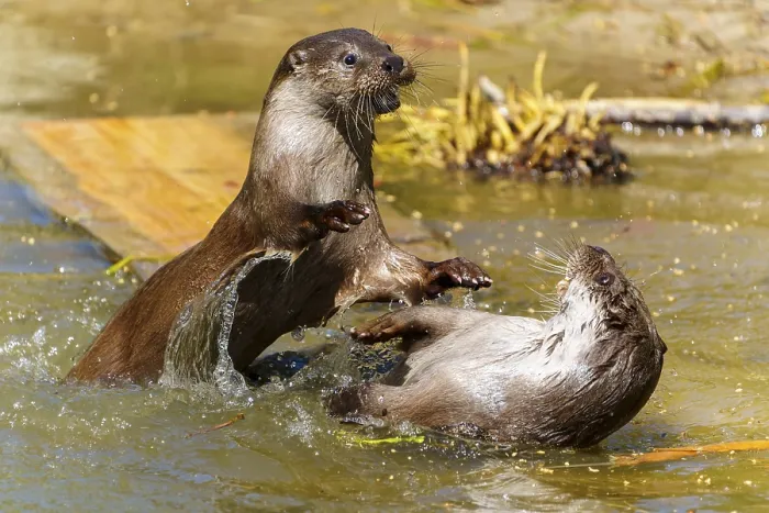 Framed Print : Two otters playing in the water Framed Print : Two otters playing in the water