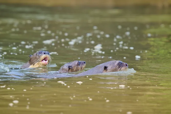 Framed Print : Otters swimming close together on the water surface
