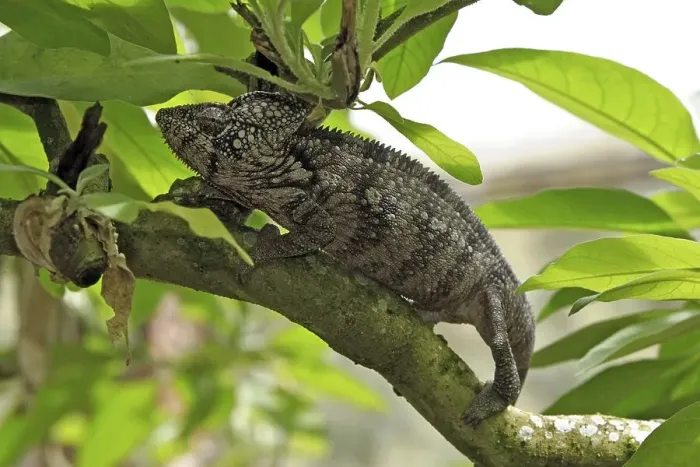 Framed Print : Oustalet's Chameleon (Furcifer oustaleti)
