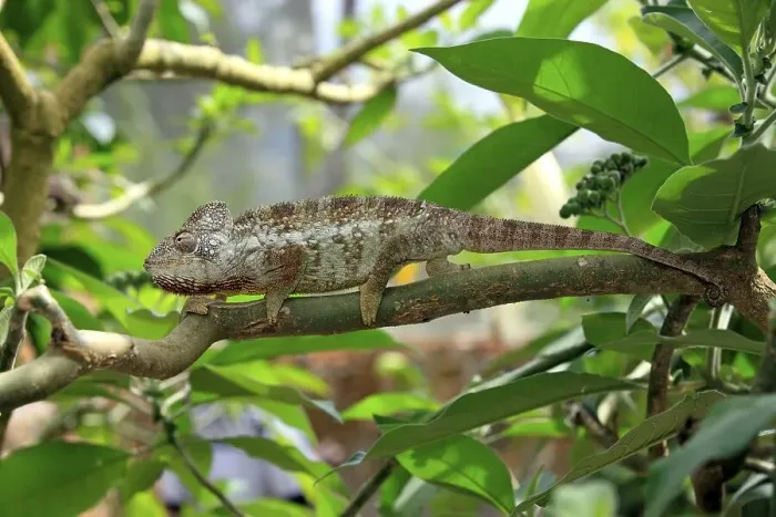 Framed Print : Oustalet's or Malagasy Giant Chameleon (Furcifer oustaleti)