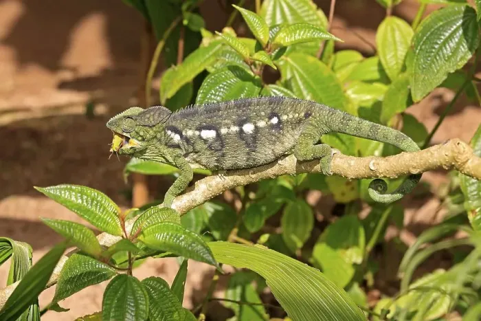 Framed Print : Oustalet's or Malagasy Giant Chameleon (Furcifer oustaleti)