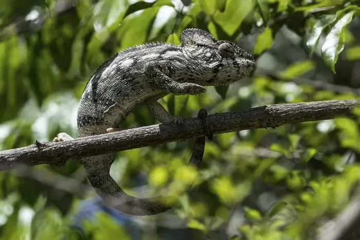 Framed Print : Oustalet's or Malagasy Giant Chameleon (Furcifer oustaleti) Framed Print : Oustalet's or Malagasy Giant Chameleon (Furcifer oustaleti)