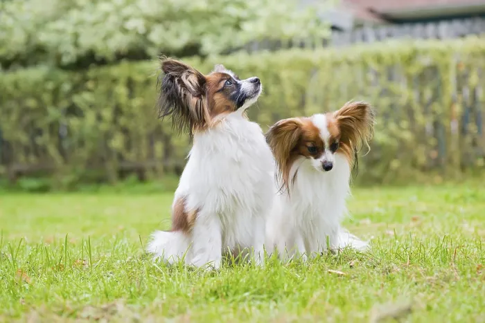 Framed Print : Outdoor portrait of a papillon purebreed dogs on the grass