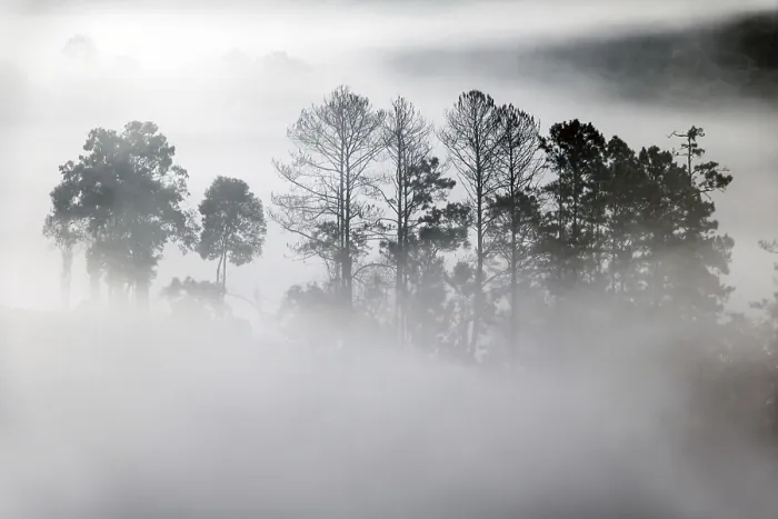 Framed Print : Outlines of trees in the fog creeping
