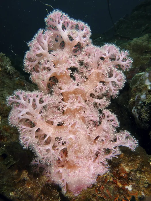 Framed Print : Outstanding pink tree coral (Dendronephthya) in a natural underwater environment