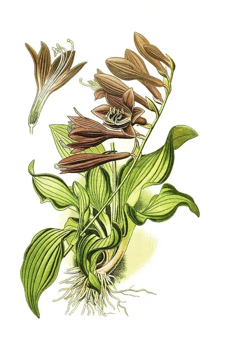 Framed Print : Ovata, Plantain Lily (Funkia), Hosta Framed Print : Ovata, Plantain Lily (Funkia), Hosta