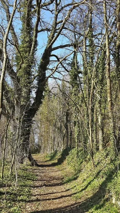 Framed Print : Overgrown forest trail with tall trees on a sunny day