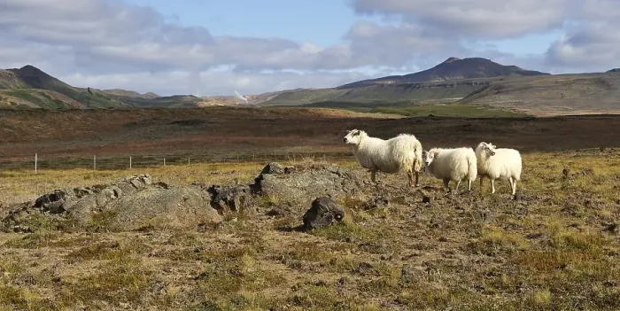 Framed Print : Overgrown lava fields with sheeps in the caldera Krafla with a view of the geothermal power station Kroefluvirkjun