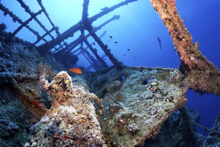 Framed Print : Overgrown shipwreck of the Numidia
