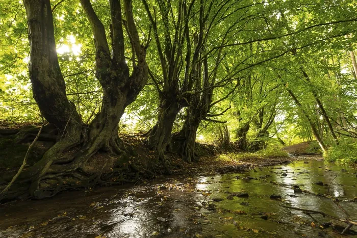 Framed Print : Overgrown willow trees (Salix) by a shallow stream in a lush forest