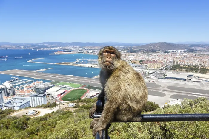 Framed Print : Overview Gibraltar Airport (GIB) with a macaque monkey in Gibraltar Framed Print : Overview Gibraltar Airport (GIB) with a macaque monkey in Gibraltar
